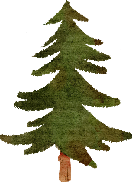 Pine tree hand drawn watercolor